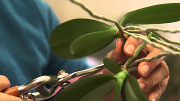 Comment faire pousser une branche d'orchidée ?