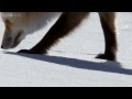 How foxes use magnetic fields to catch prey - The Wonder of Animals: Episode 5 Preview - BBC Four