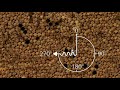 Honey bee waggle dancing