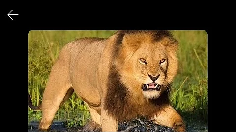 Okavango delta lions 🦁, the biggest wild cats on earth today. #lion #buffalo #lionpride