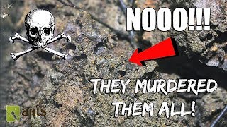 Pharaoh Ant Invaders Killed My Entire Colony - SAD EPISODE