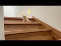 【子猫】茶トラの子猫が初めての階段で・・・