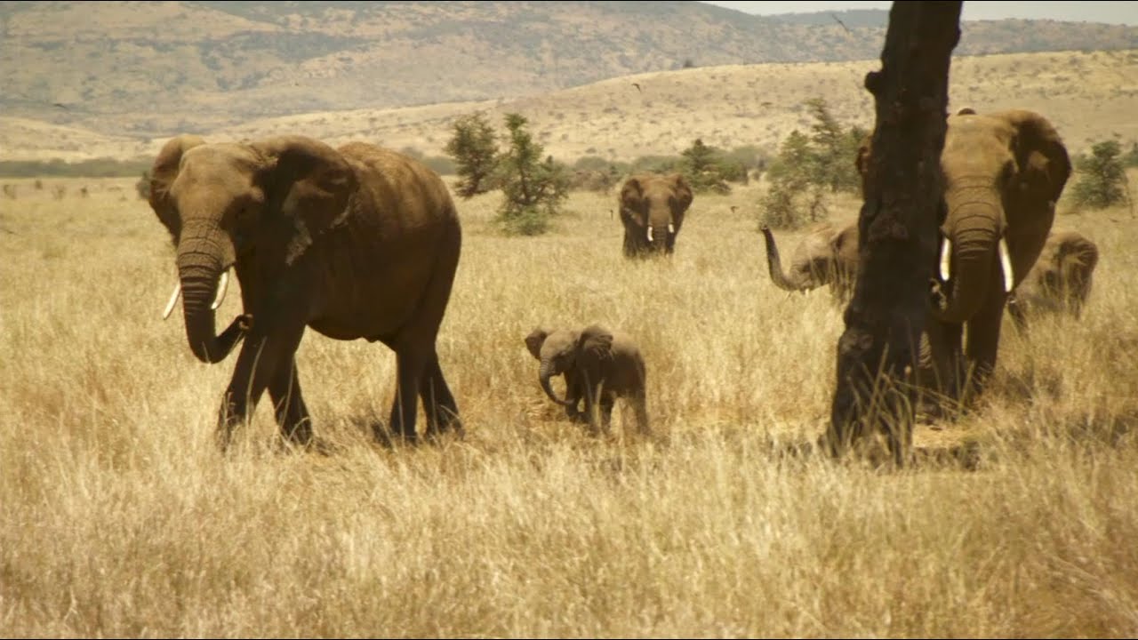 Saving Nature Saves Communities