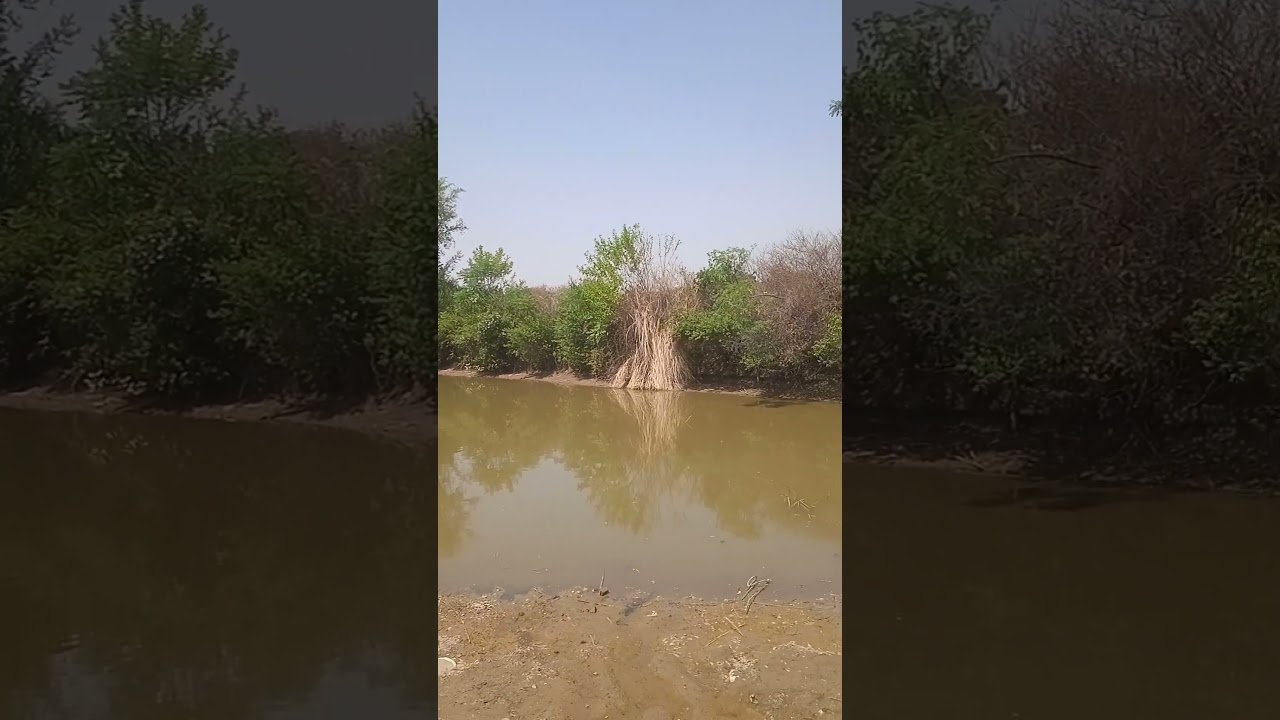 share my beautiful village view||desi life in chakwal with hamdani family