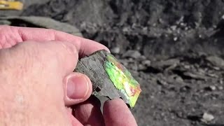 Watch how ammolite, the rarest of gemstones, is mined in Alberta