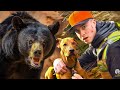 I rescued a stray dog and chased a bear
