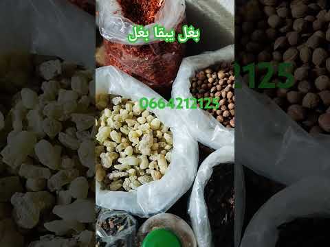 البغل يبقا بغل ح212664212125الواتساب