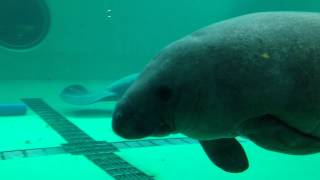 《沖繩美麗海水族館》美人魚海牛