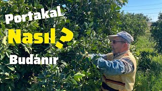Portakal Ağacı Nasıl Budanır ? Portakalda Budamanın Püf Noktaları
