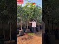 Wholesale Mango plants for sale !