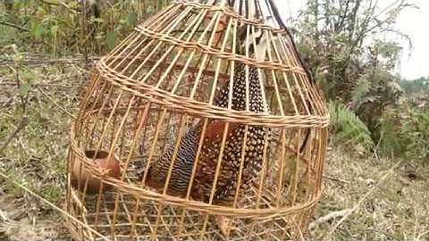 Qaib Qag Qag Quaj Thiab Dib Tuaj Zoo Heev | Tiếng Chim Đa Đa Mồi Quá Chuẩn 2020 ( đã bán )