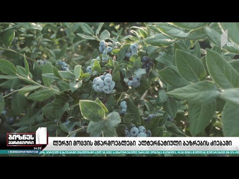 ლურჯი მოცვის მწარმოებლები ალტერნატიული ბაზრების ძიებაში