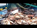 FAVORITE VIEW OF THE BAR ORA FISH THAT LIVE IN THE CORAL AREAபவளபாறை பகுதியில் வாழும் பார்ஒராமீன்கள்