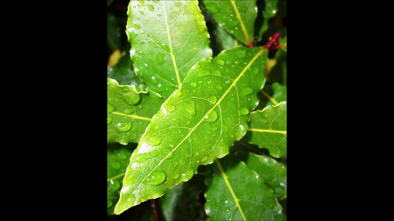 Bay Leaf for Migraines, Anti inflammatory, Vitamins A, C, Potassium