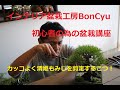 盆栽初心者でも分かり易い！ 清姫もみじの箒作り剪定方法　インテリア盆栽工房BonCyu