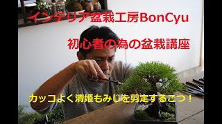 盆栽初心者でも分かり易い！ 清姫もみじの箒作り剪定方法　インテリア盆栽工房BonCyu