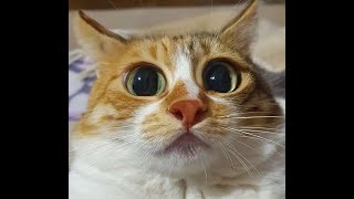 Funny and Cute Cat Videos to Make You Happy 2021!😹| International Cat