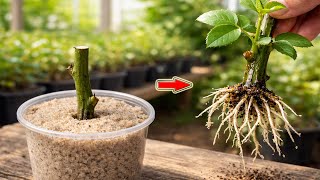 Download Lagu Doe dit snel! De rozentak heeft na slechts één nacht plotseling wortels geschoten en is uitgelopen! MP3