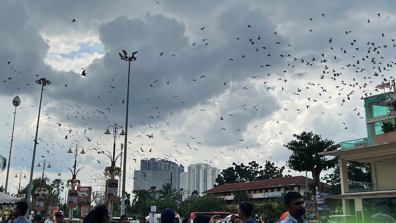 Potong Rambut Emo Cowok - Berikut ini kami hadirkan kumpulan potong