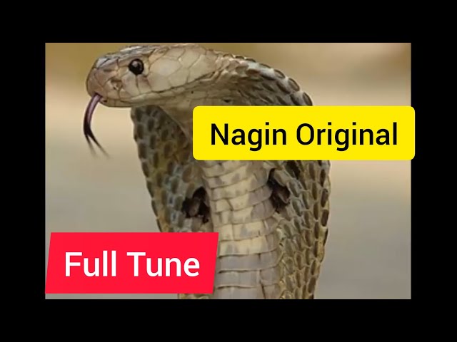 Nagin original tone | Nagin been full tune official music class=