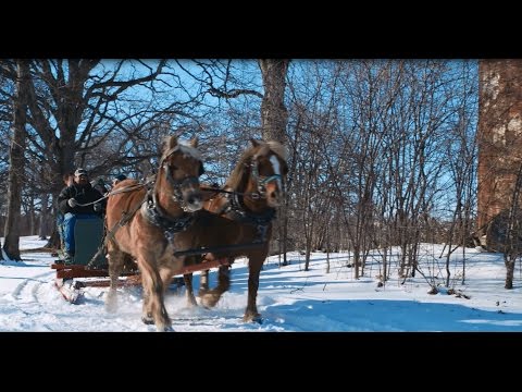 Apple Holler Horse-Drawn Sleigh Ride