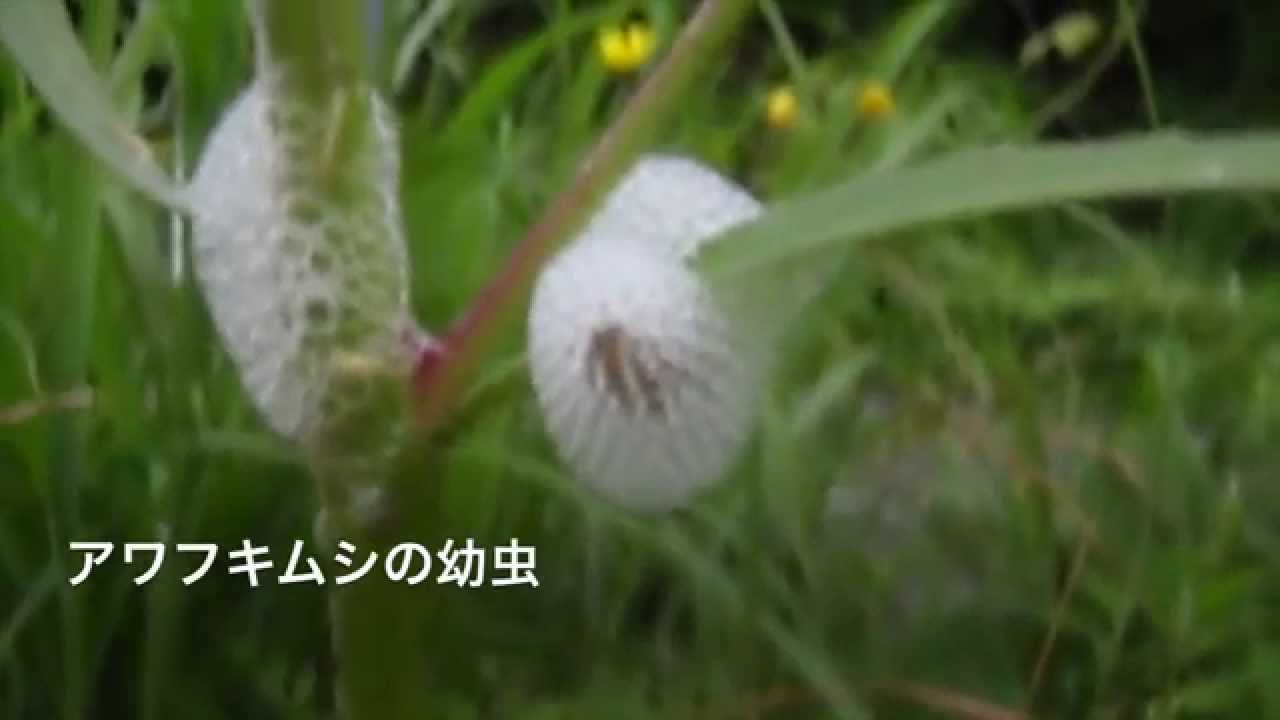 アワフキムシの幼虫 Youtube