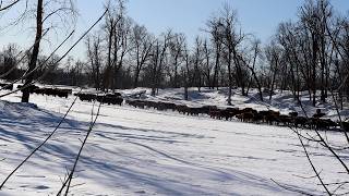 LIVE Snowy Farm Cam ❄️🐄 | Peaceful Winter Pasture & Soft Animal Sounds | 24/7 screenshot 5