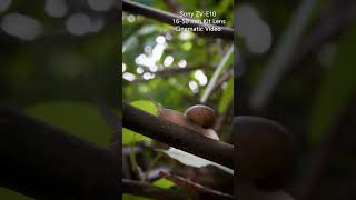 Sony ZV-E10 16-50 mm Kit Lens Cinematic Video Performance #sony #zve10 #sonyzve10 #cinematicvideo