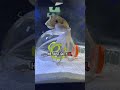 Luke the octopus catches a crab!