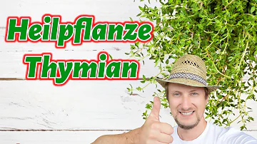 Kann man Thymianblüten auch essen?