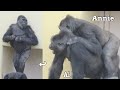 Daughter playing on mother's back❤️　Ai and Annie⭐️Gorilla parent and child