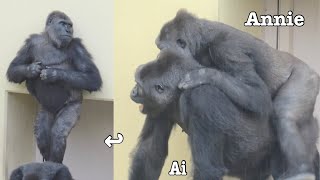 Daughter playing on mother's back❤️　Ai and Annie⭐️Gorilla parent and child