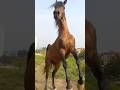 ¡¡Hermoso Caballo!! #caballos #horse #carrerasdecaballos #corridos