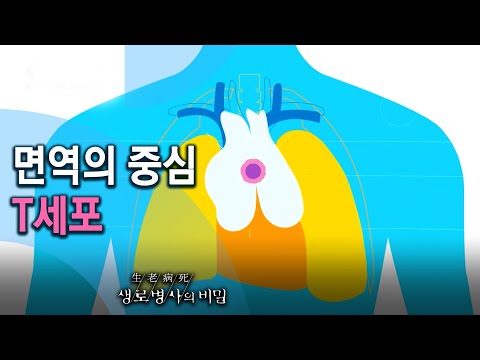 면역의 중심인 T세포의 종류와 역할들 - 면역력은 없다_면역의 진실 (KBS_756회_2020.12.09 방송)