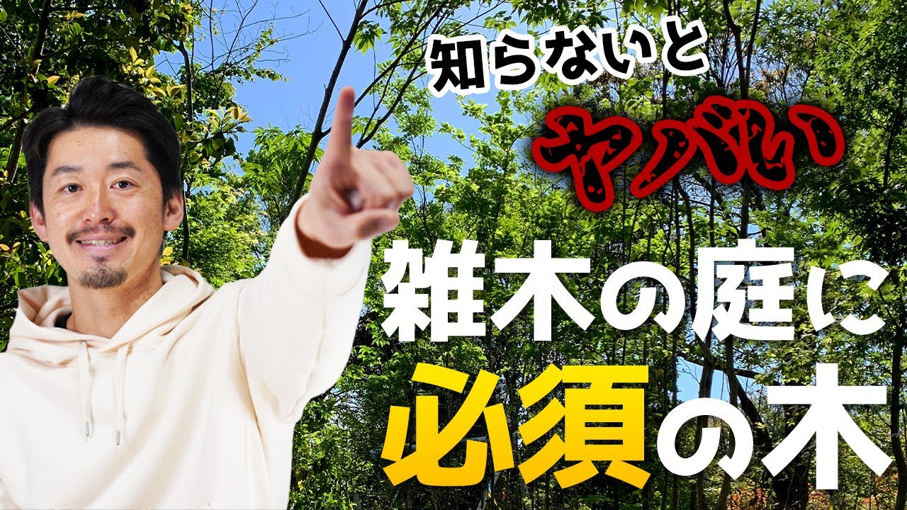 雑木の庭は簡単 最速で雑木の庭が出来上がる山採りアオダモとは Youtube 雑木の庭は簡単 最速で雑木の庭が出来上がる山採りアオダモとは Youtube