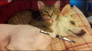 Funniest Cats And Dogs Videos 😁 - Best Animal funny Videos #Apr-2418 😆
