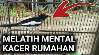 MELATIH MENTAL KACER RUMAHAN | DR KACER TERBARU