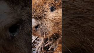 We were called on Friday about a beaver found in a driveway!