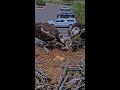 Iris And Her Mate Share Fish On Hellgate Osprey Cam