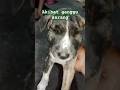 #dogshort #dogs