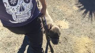 Ziggy The Amstaffs On A Halti.