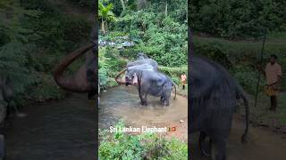 Elephants bathing before the Perahera — a timeless Sri Lankan tradition 🐘✨🇱🇰 #travelsrilanka