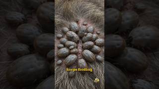 Why Moving Slowly Keeps Sloths Alive
