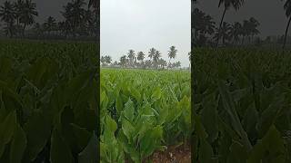 சொட்டு சொட்டு நனையுது தாஜ்மஹால்