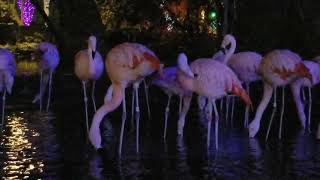 flamingos at SeaWorld!