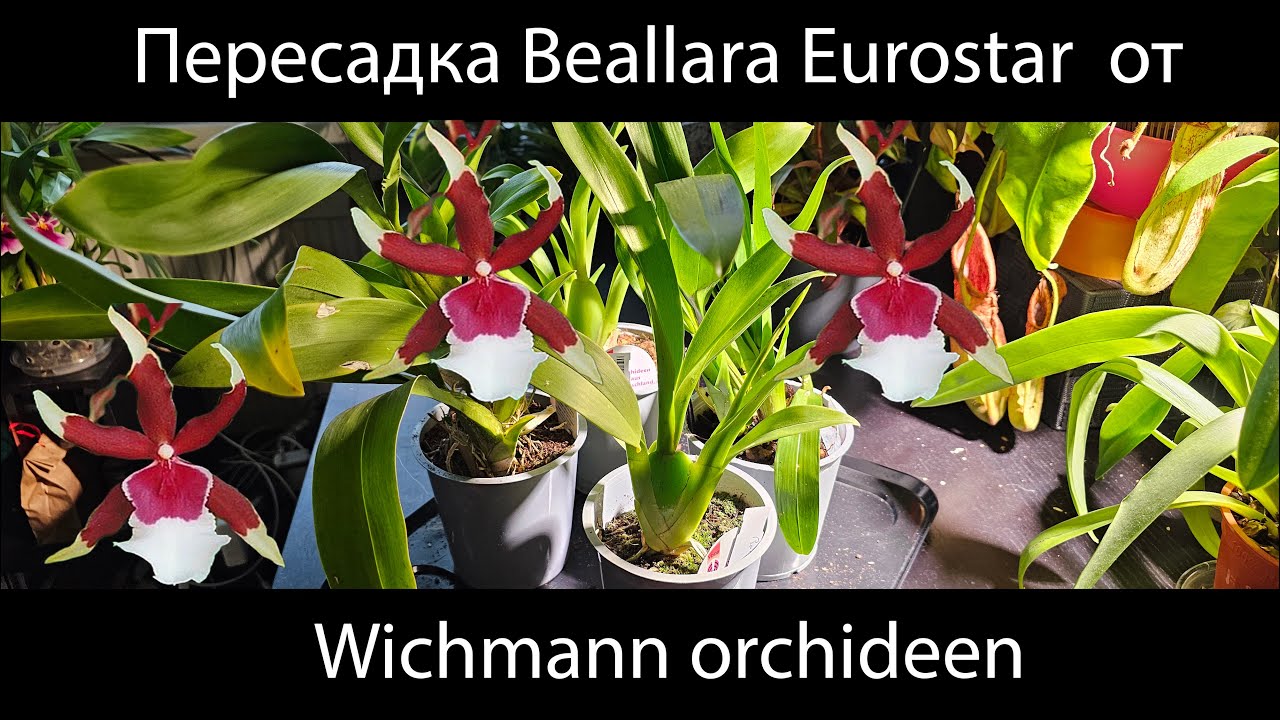 Большая пересадка онцидиумов/камбрий. Beallara Eurostar. Часть 1 #орхидеи #пересадкаорхидей