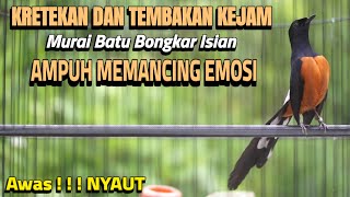 KRETEKAN MURAI BATU DAN TEMBAKAN INI BIKIN LANGSUNG EMOSI DAN BONGKAR ISIAN