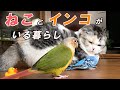 猫とインコがいる暮らしの日常　Cat & Bird's life【マンチカン】【セキセイインコ】