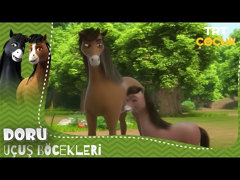 DORU | UÇUŞ BÖCEKLERİ