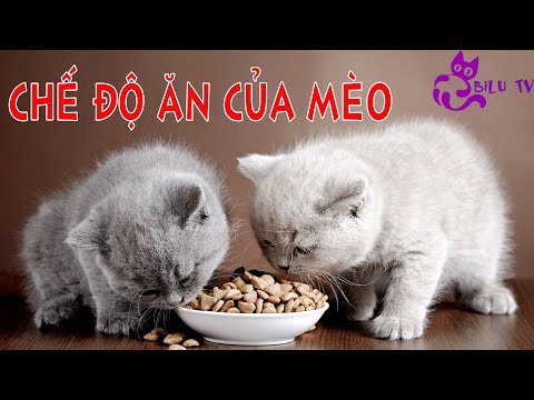 Vì sao không nên cho mèo ăn nhiều tinh bột? Chế độ ăn của mèo